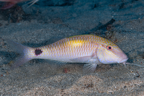 Yellowspot Goatfish Yellowspot Goatfish<br><span style='font-size:12px'><i>iNaturalist</i>    </span>