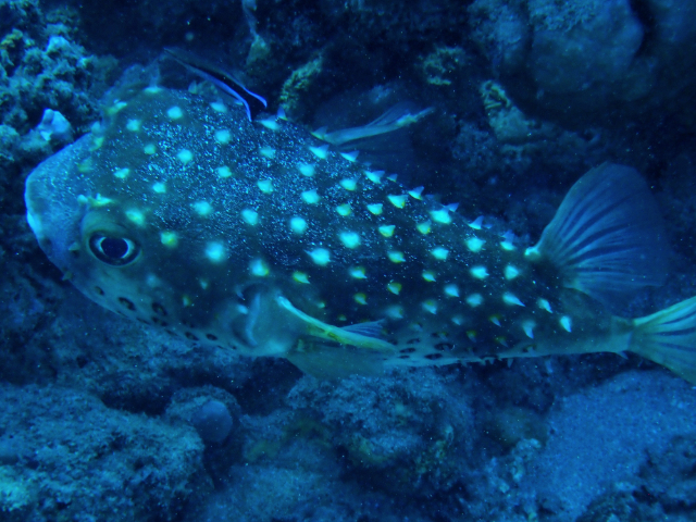 Click to View Yellowspotted Burrfish<br><span style='font-size:12px'><i>Dave & Rose</i></span>