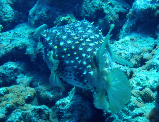 Click to View Yellowspotted Burrfish<br><span style='font-size:12px'><i>Dave & Rose</i></span>