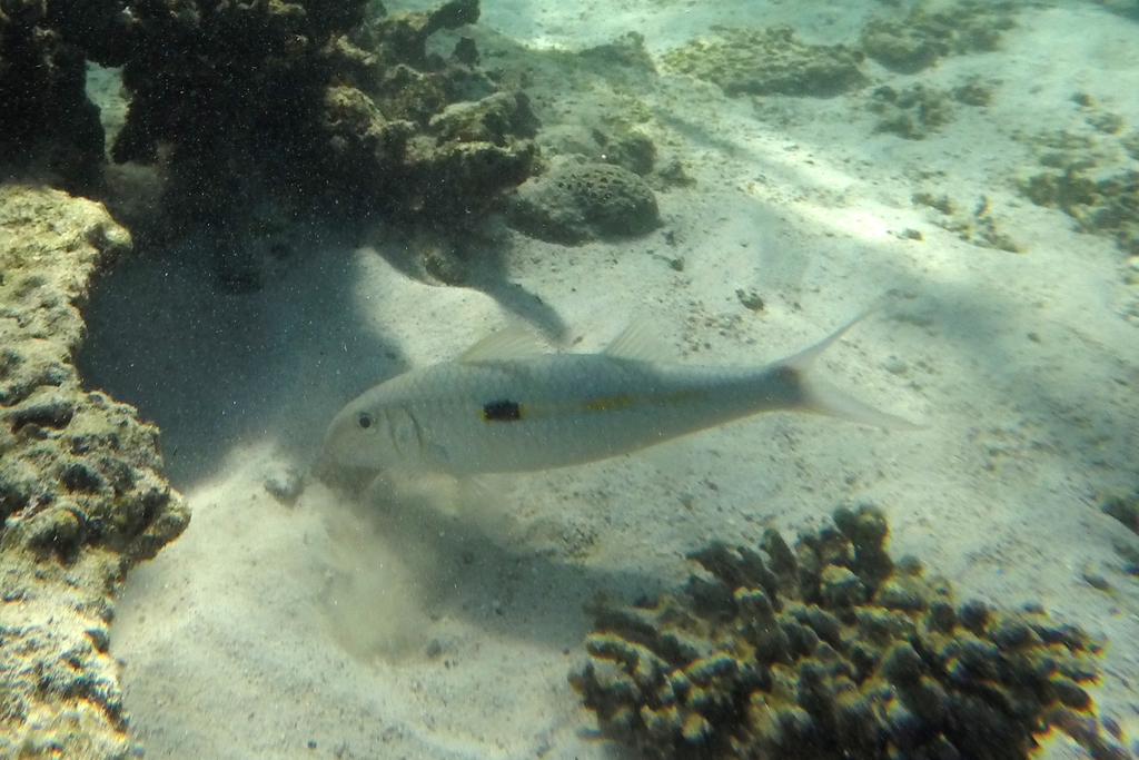 Click to View Yellowstripe Goatfish<br><span style='font-size:12px'><i>iNaturalist</i></span>