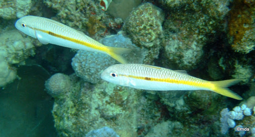 Click to View Yellowstripe Goatfish<br><span style='font-size:12px'><i>iNaturalist</i></span>