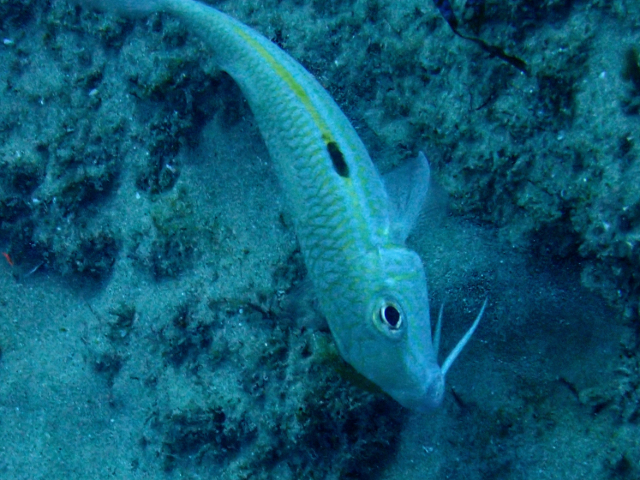 Click to View Yellowstripe Goatfish<br><span style='font-size:12px'><i>Dave & Rose</i></span>