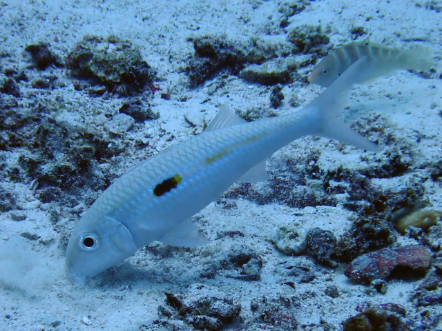 Click to View Yellowstripe Goatfish<br><span style='font-size:12px'><i>Dave & Rose</i></span>