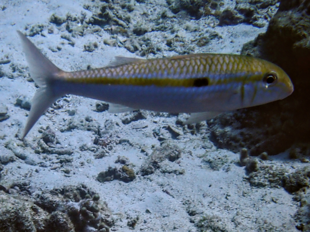 Click to View Yellowstripe Goatfish<br><span style='font-size:12px'><i>Dave & Rose</i></span>