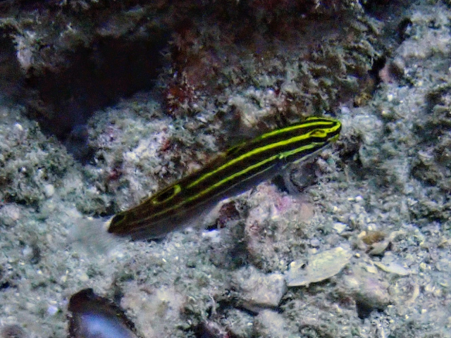 Click to View Yellowstripe Goby<br><span style='font-size:12px'><i>Dave & Rose</i></span>