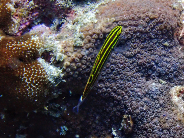 Click to View Yellowstripe Goby<br><span style='font-size:12px'><i>Dave & Rose</i></span>
