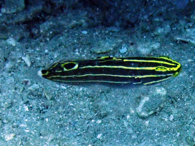 Click to View Yellowstripe Goby<br><span style='font-size:12px'><i>Dave & Rose</i></span>