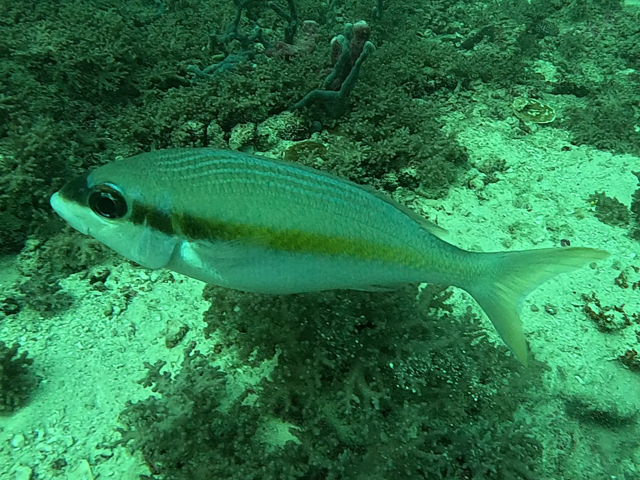 Click to View Yellowstripe Monocle Bream<br><span style='font-size:12px'><i>Dave & Rose</i></span>