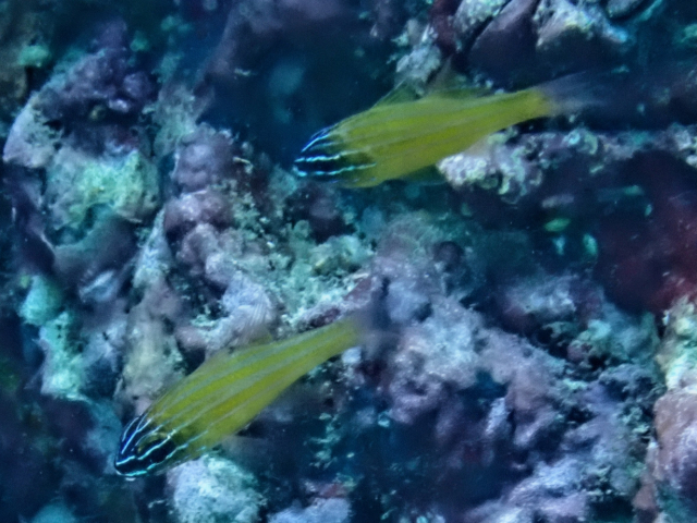 Click to View Yellowstriped Cardinalfish<br><span style='font-size:12px'><i>Dave & Rose</i></span>
