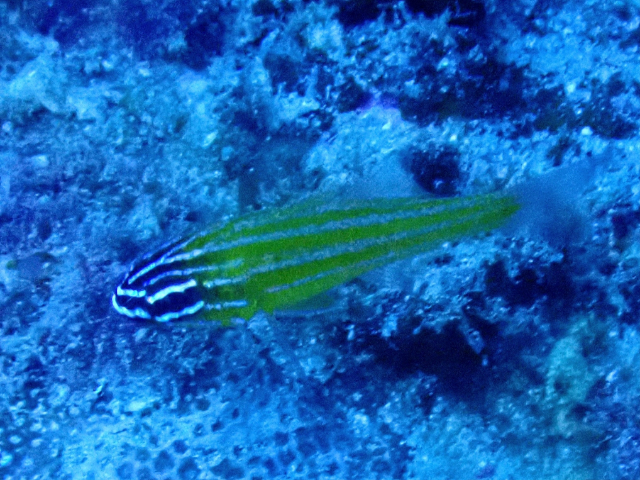 Click to View Yellowstriped Cardinalfish<br><span style='font-size:12px'><i>Dave & Rose</i></span>