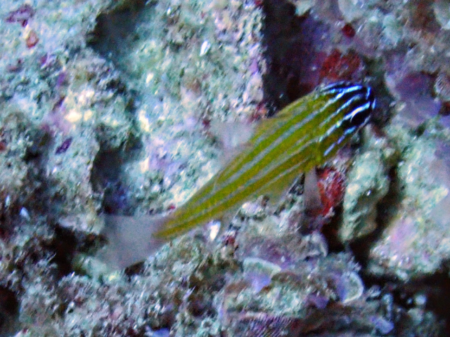 Click to View Yellowstriped Cardinalfish<br><span style='font-size:12px'><i>Dave & Rose</i></span>