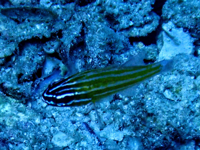 Click to View Yellowstriped Cardinalfish<br><span style='font-size:12px'><i>Dave & Rose</i></span>
