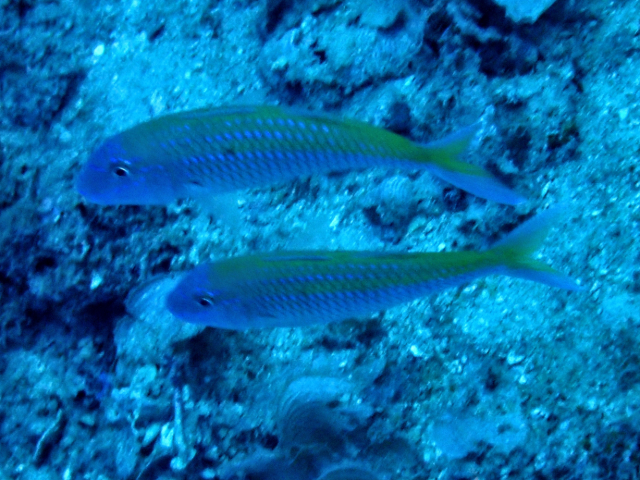 Click to View Yellowstripe Goatfish<br><span style='font-size:12px'><i>Dave & Rose</i></span>