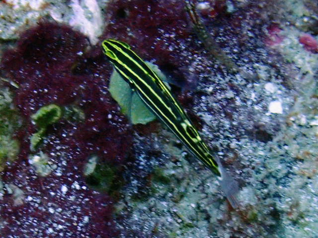 Click to View Yellowstripe Goby<br><span style='font-size:12px'><i>Dave & Rose</i></span>