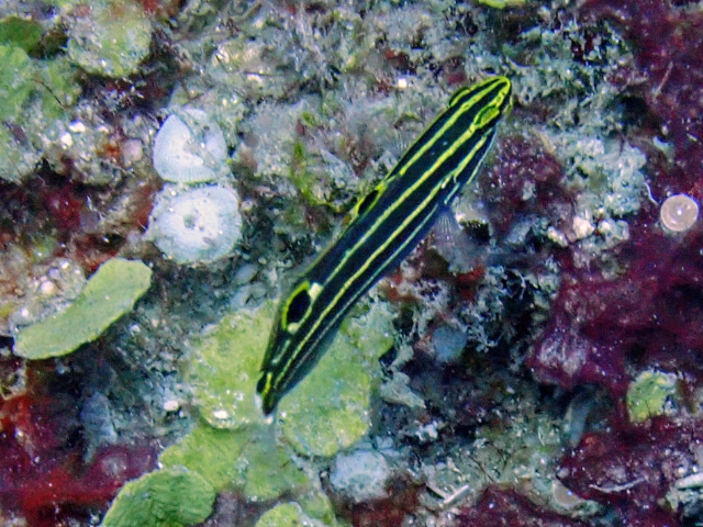 Click to View Yellowstripe Goby<br><span style='font-size:12px'><i>Dave & Rose</i></span>