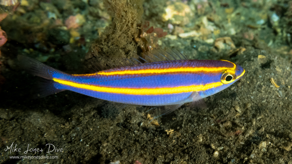 Click to View Yellowstripe Whiptail<br><span style='font-size:12px'><i>iNaturalist</i></span>