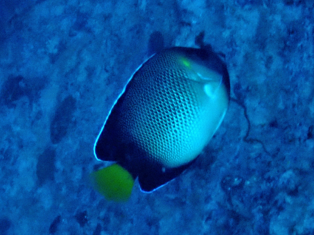 Click to View Yellowtail Angelfish<br><span style='font-size:12px'><i>Dave & Rose</i></span>