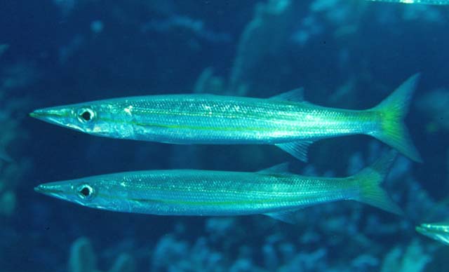 Click to View Yellowtail Barracuda<br><span style='font-size:12px'><i>Fishbase</i></span>