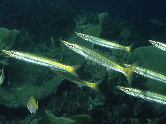 Click to View Yellowtail Barracuda<br><span style='font-size:12px'><i>Fishbase</i></span>