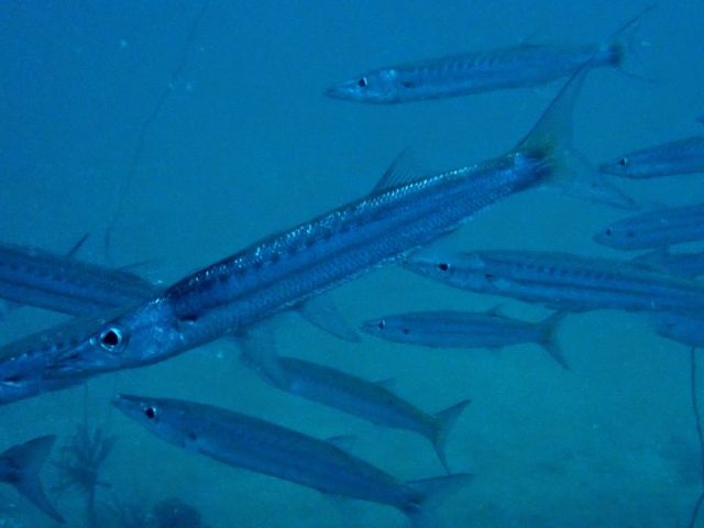 Yellowtail Barracuda Yellowtail Barracuda<br><span style='font-size:12px'><i>Dave & Rose</i>  Philippines  4th May 2026</span>