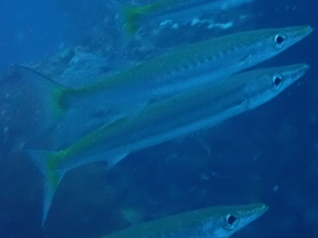 Click to View Yellowtail Barracuda<br><span style='font-size:12px'><i>Dave & Rose</i></span>