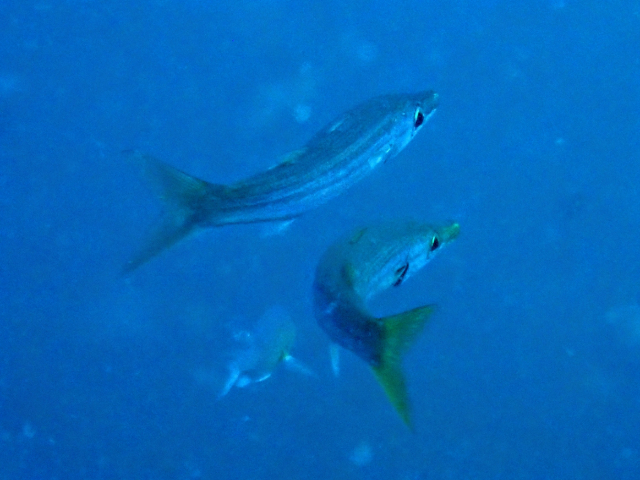 Click to View Yellowtail Barracuda<br><span style='font-size:12px'><i>Dave & Rose</i></span>