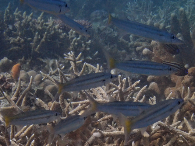 Click to View Yellowtail Barracuda<br><span style='font-size:12px'><i>Dave & Rose</i></span>