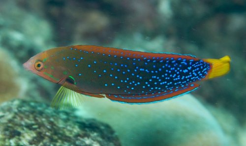 Yellowtail Coris Yellowtail Coris<br><span style='font-size:12px'><i>iNaturalist</i>    </span>