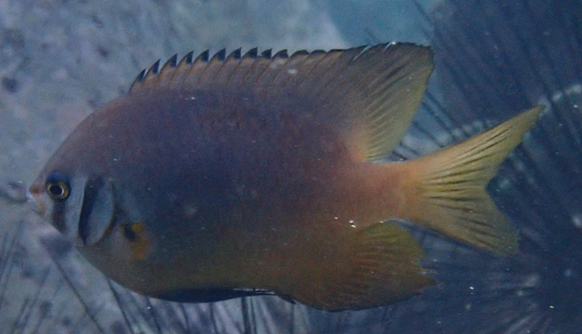 Click to View Yellowtail Damsel<br><span style='font-size:12px'><i>Dave & Rose</i></span>