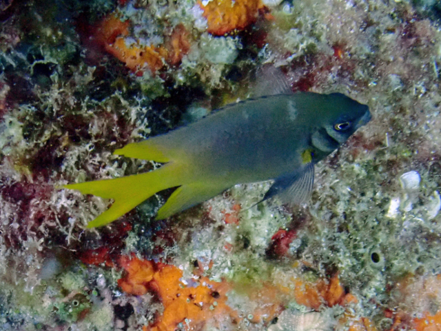 Yellowtail Damsel<br><span style='font-size:12px'><i>Dave & Rose</i></span>