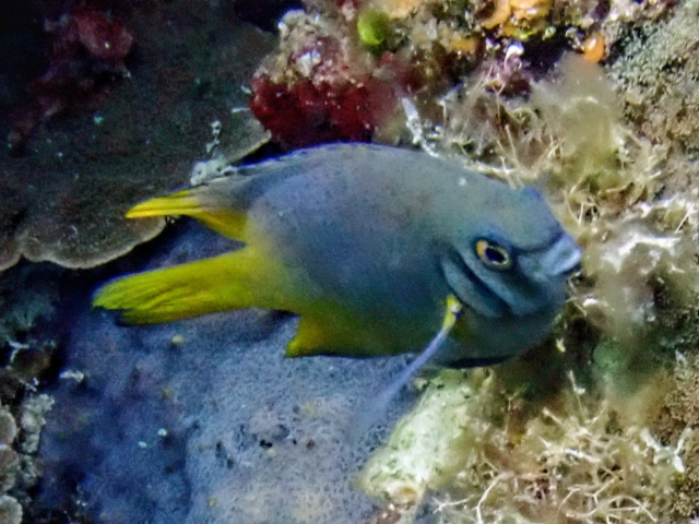 Yellowtail Damsel<br><span style='font-size:12px'><i>Dave & Rose</i>&nbsp&nbspPhilippines&nbsp&nbsp26th Apr 2026</span>