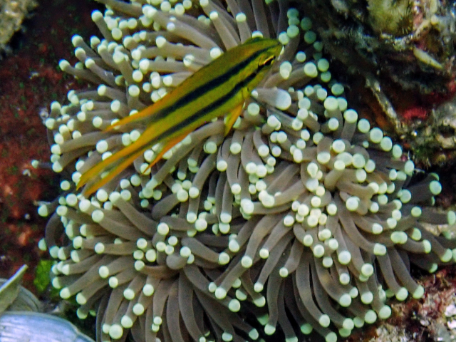 Yellowtail Damsel - juvenile<br><span style='font-size:12px'><i>Dave & Rose</i></span>