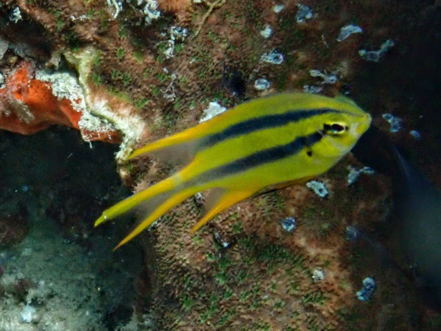 Yellowtail Damsel - juvenile<br><span style='font-size:12px'><i>Dave & Rose</i></span>