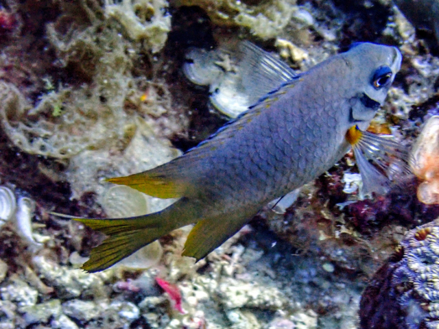 Yellowtail Damsel<br><span style='font-size:12px'><i>Dave & Rose</i></span>