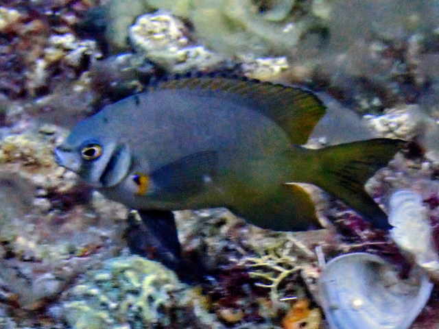 Yellowtail Damsel<br><span style='font-size:12px'><i>Dave & Rose</i></span>
