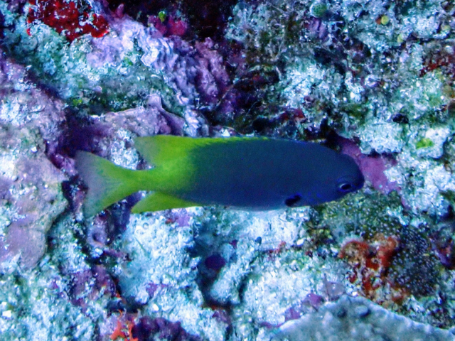 Click to View Yellowtail Demoiselle<br><span style='font-size:12px'><i>Dave & Rose</i></span>