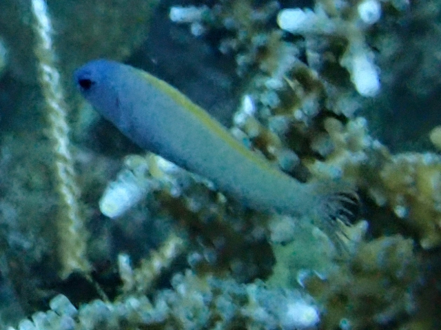 Yellowtail Fangblenny<br><span style='font-size:12px'><i>Dave & Rose</i>&nbsp&nbspPhilippines&nbsp&nbsp26th Apr 2026</span>