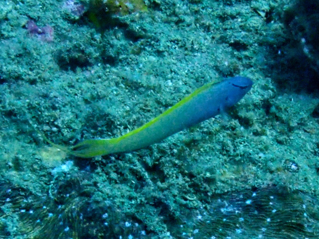 Click to View Yellowtail Fangblenny<br><span style='font-size:12px'><i>Dave & Rose</i></span>