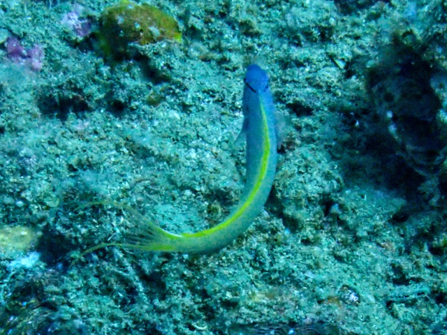 Click to View Yellowtail Fangblenny<br><span style='font-size:12px'><i>Dave & Rose</i></span>