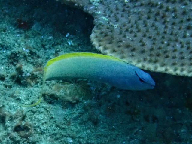 Click to View Yellowtail Fangblenny<br><span style='font-size:12px'><i>Dave & Rose</i></span>