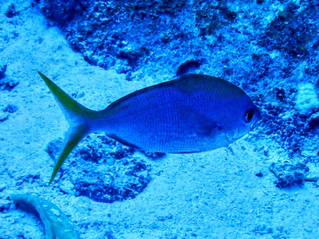 Click to View Yellowtail Fusilier<br><span style='font-size:12px'><i>Dave & Rose</i></span>