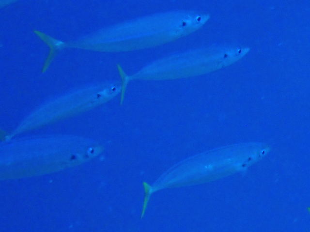 Click to View Yellowtail Fusilier<br><span style='font-size:12px'><i>Dave & Rose</i></span>