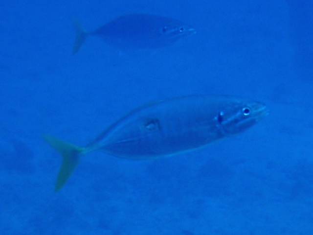 Click to View Yellowtail Scad<br><span style='font-size:12px'><i>Dave & Rose</i></span>