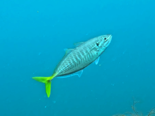 Yellowtail Scad<br><span style='font-size:12px'><i>Dave & Rose</i>&nbsp&nbspPhilippines&nbsp&nbsp26th Apr 2026</span>