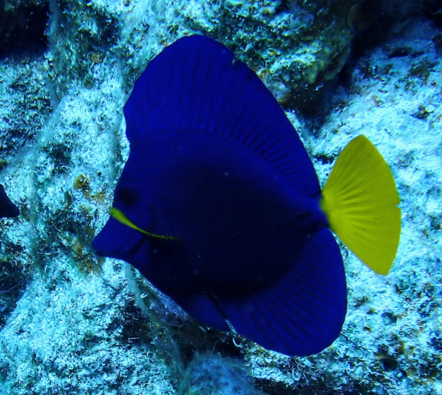 Click to View Yellowtail Tang<br><span style='font-size:12px'><i>Dave & Rose</i></span>