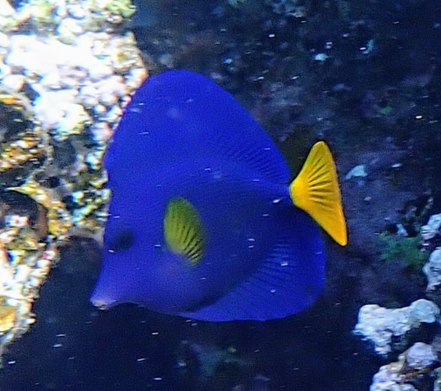 Click to View Yellowtail Tang<br><span style='font-size:12px'><i>Dave & Rose</i></span>