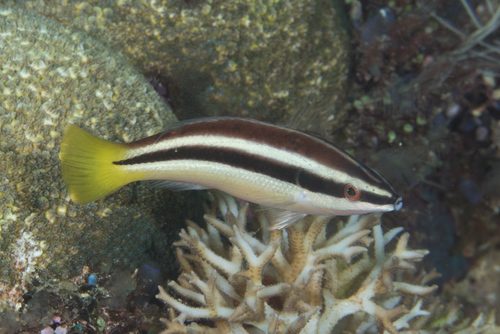 Yellowtail Tubelip<br><span style='font-size:12px'><i>Dave & Rose</i>&nbsp&nbspPhilippines&nbsp&nbsp26th Apr 2026</span>