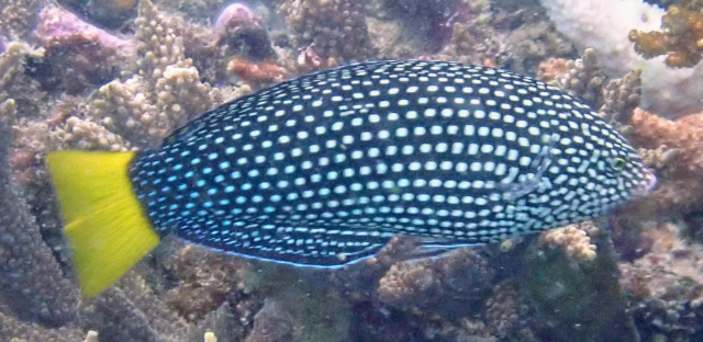 Click to View Yellowtail Wrasse<br><span style='font-size:12px'><i>Dave & Rose</i></span>