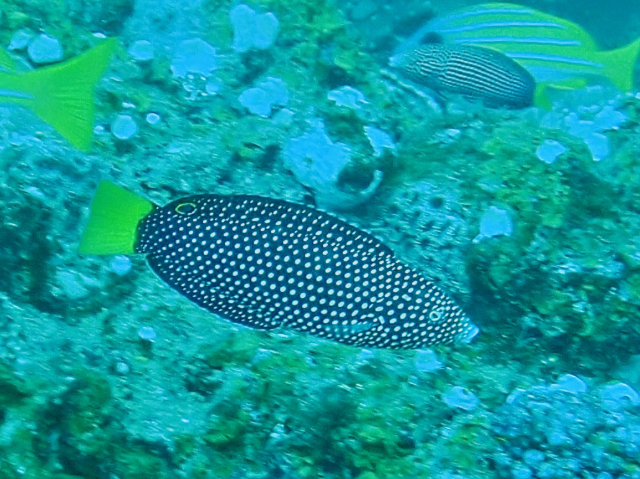 Click to View Yellowtail Wrasse<br><span style='font-size:12px'><i>Dave & Rose</i></span>