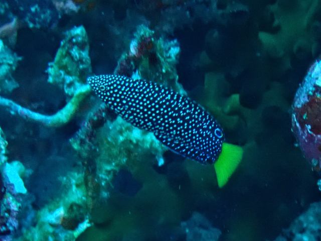 Click to View Yellowtail Wrasse<br><span style='font-size:12px'><i>Dave & Rose</i></span>